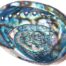 abalone shell