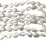fwp white coin